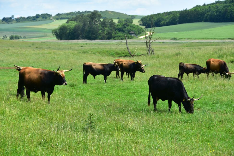* * * S E C H T A S A F A R I - der Auerochsenweg
bei Bopfingen * * *