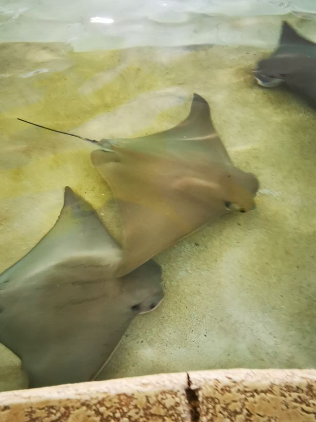 Shedd Aquarium, touchable rays 