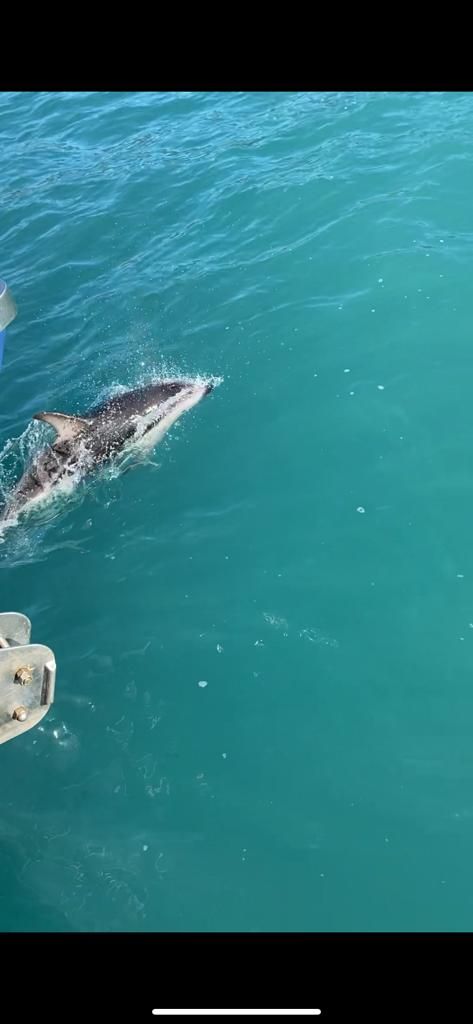 Delfine in Kaikoura nach dem Delfinschwimmen