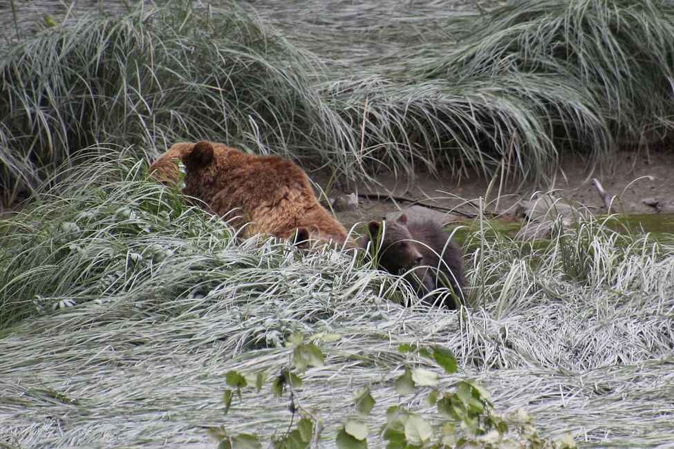 Tag 15: Stewart/Hyder - Grizzlies & (k)ein Salmon Glacier