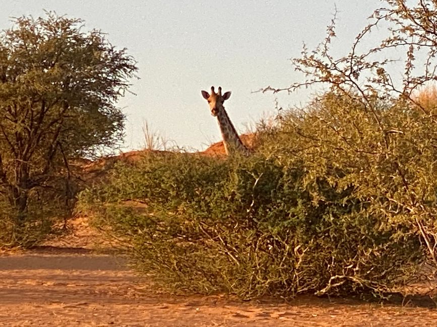 Ah …schau da a Giraffe 
