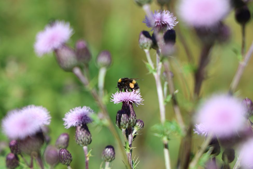 Auf nach Paradise zu "Herr der Ringe"