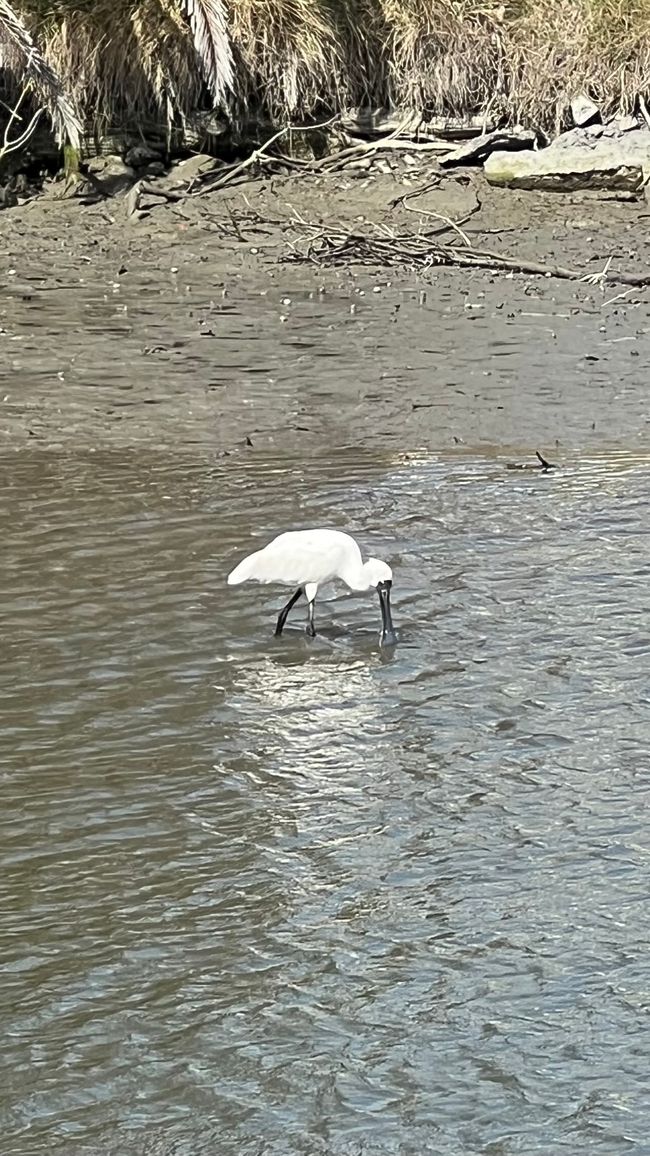 Royal Spoonbill