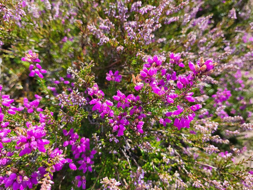 Heath, Brimham Rocks