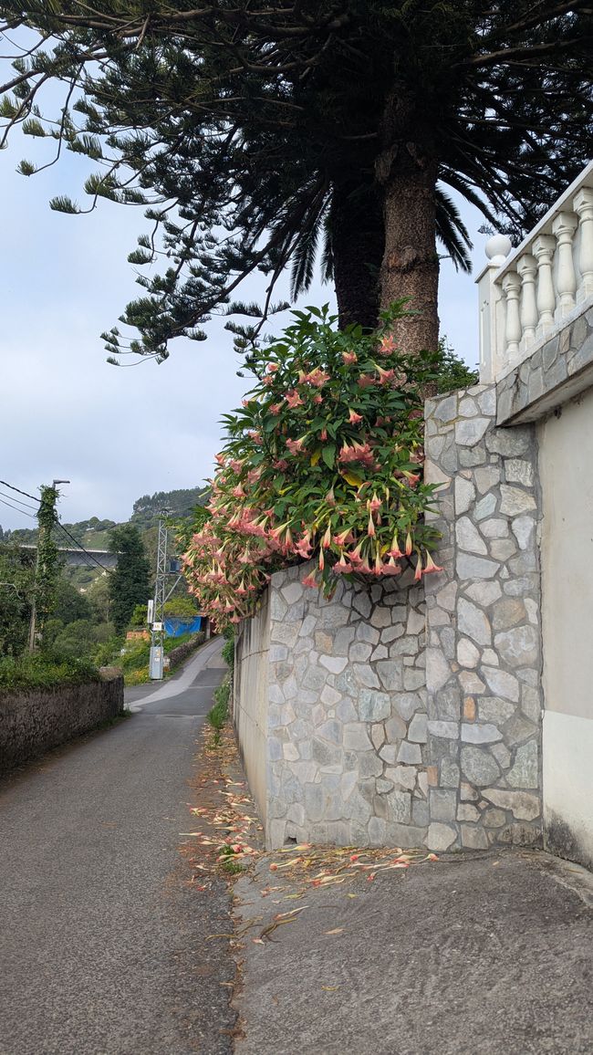11. Stage Camino del Norte from Serdio to Pendueles