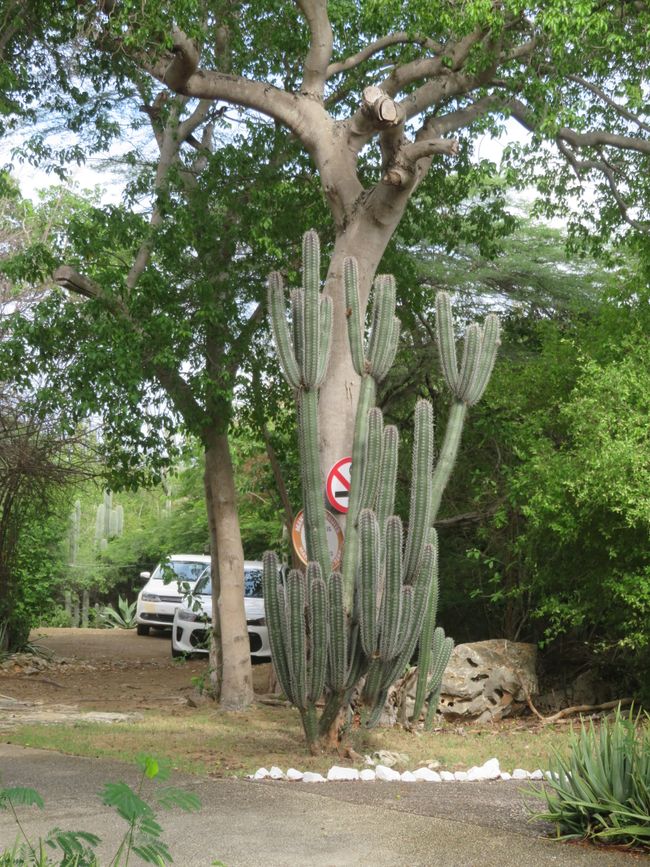 Cactus