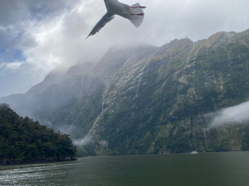 Road trip to Milford Sound
