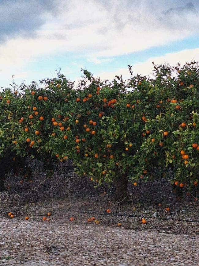 Die Bäume 🌳 hängen voller reifer Orangen 