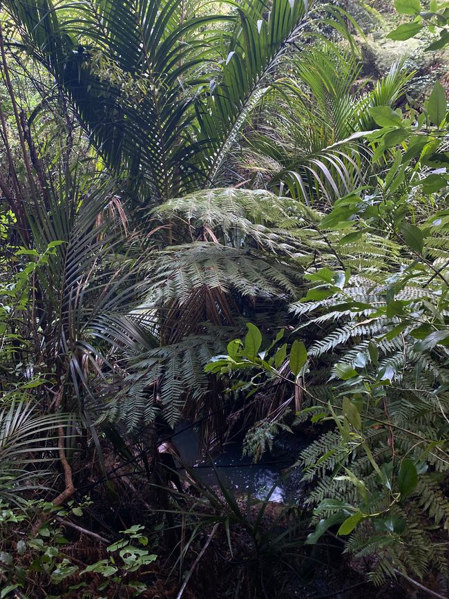 Coromandel loop