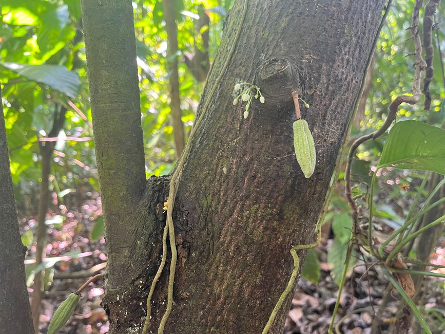 Blüte und Frucht vom Kakao