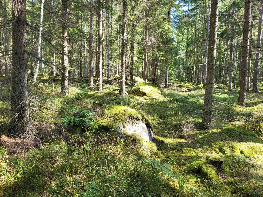 Sentier Toftåsa Moor - Parc national d'Åsnen