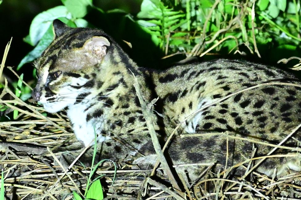 Serval
