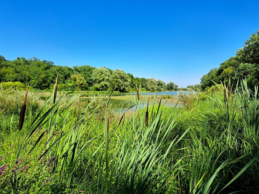 Karpfenteich in Lothringen 