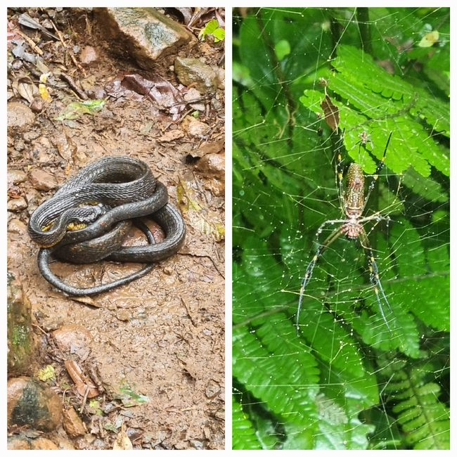 Parco Nazionale Vulkan Tenorio/ Rio Celeste