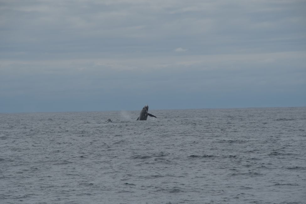 Breaching Humpback Whale / Breaching humpback whale