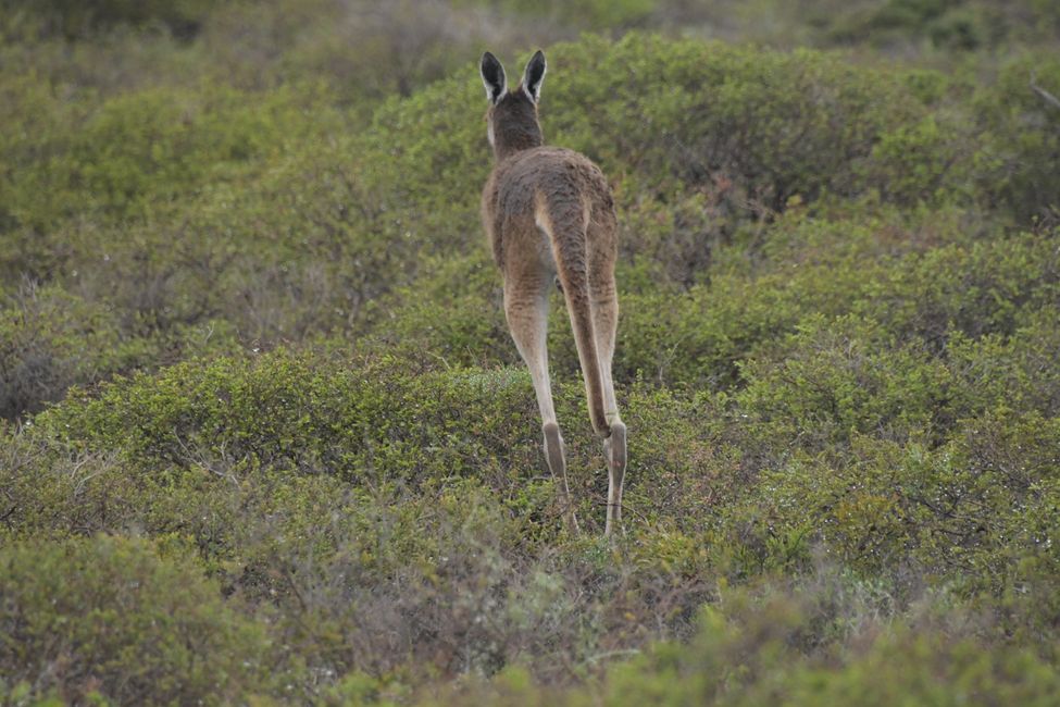 Kalbarri NP - Kangaroo / Kangaroo