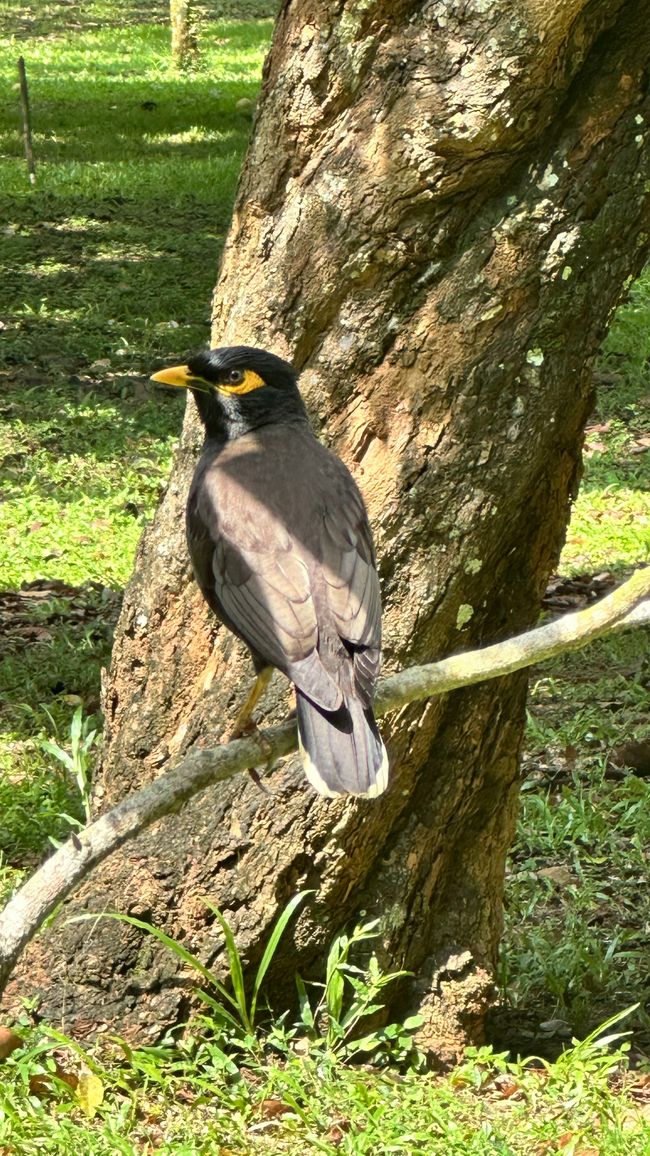 Königlich Botanischer Garten Peradeniya
