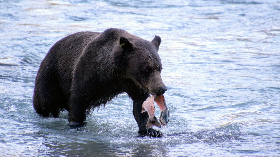 Day 26: Chilkoot River - a big bear show & photoshoot with 'Lulu'