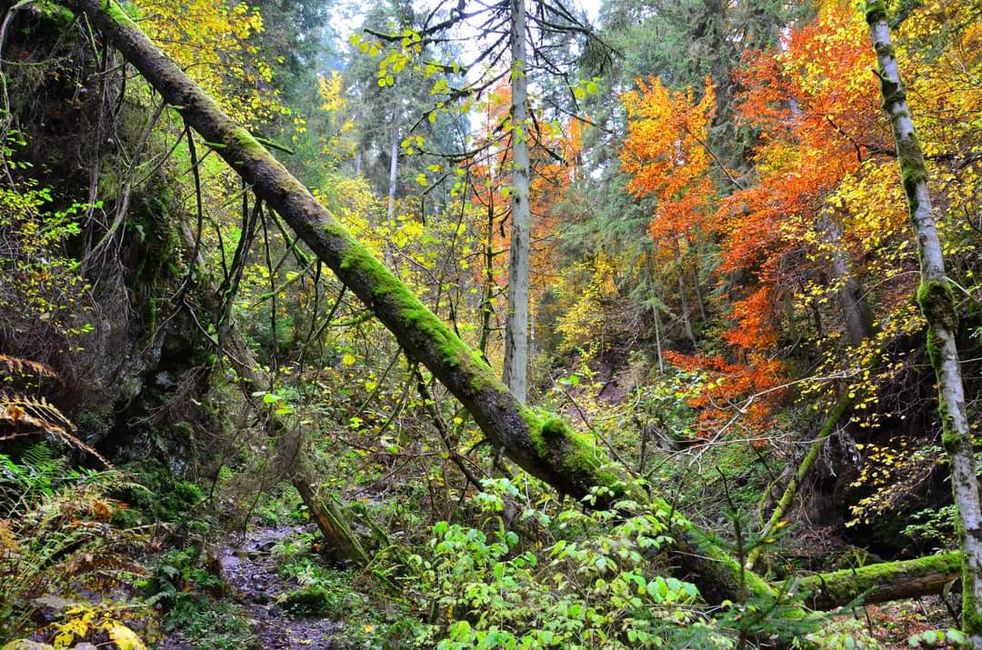 Senderismo de otoño en el Wutachschlucht: rojo, amarillo, naranja... ¡y tú en medio!