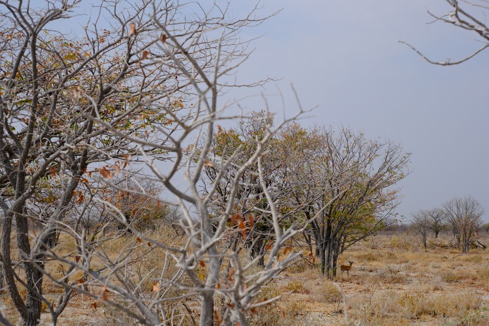 Ethosa Nationalpark 🐘🦒