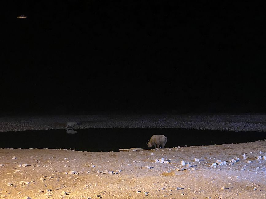 Etosha National Park 🐘🦒