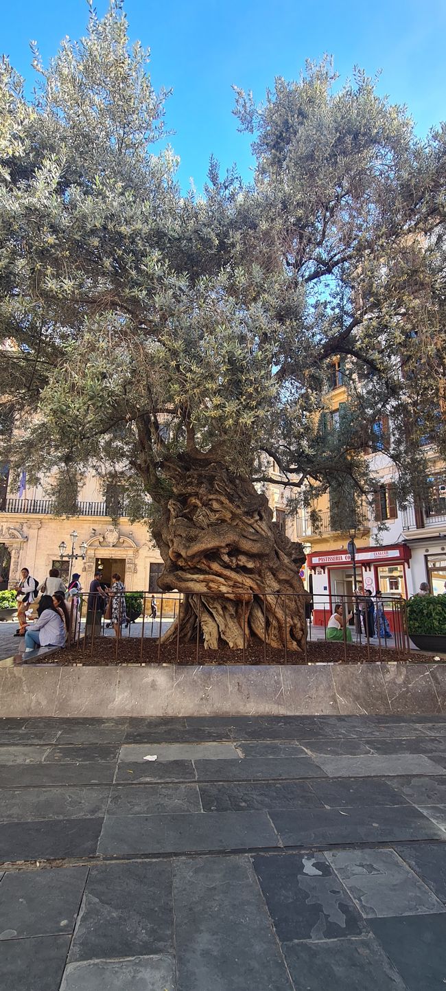 Das Finale von Pollenca nach Palma