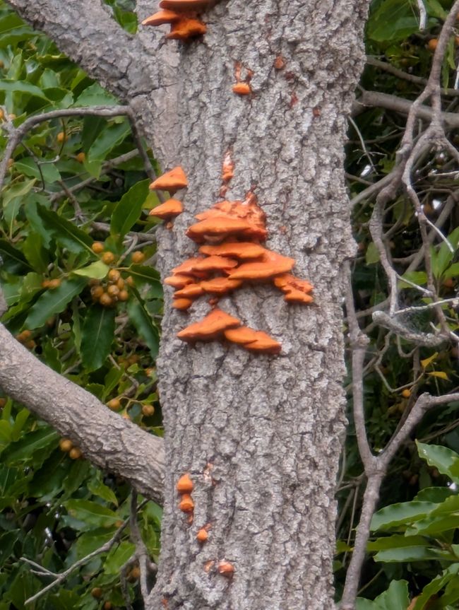 71.Tag 16.3.25 Eden Australia