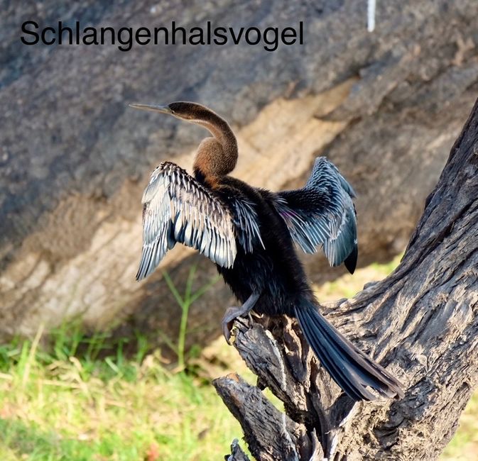 Parque Nacional Chobe