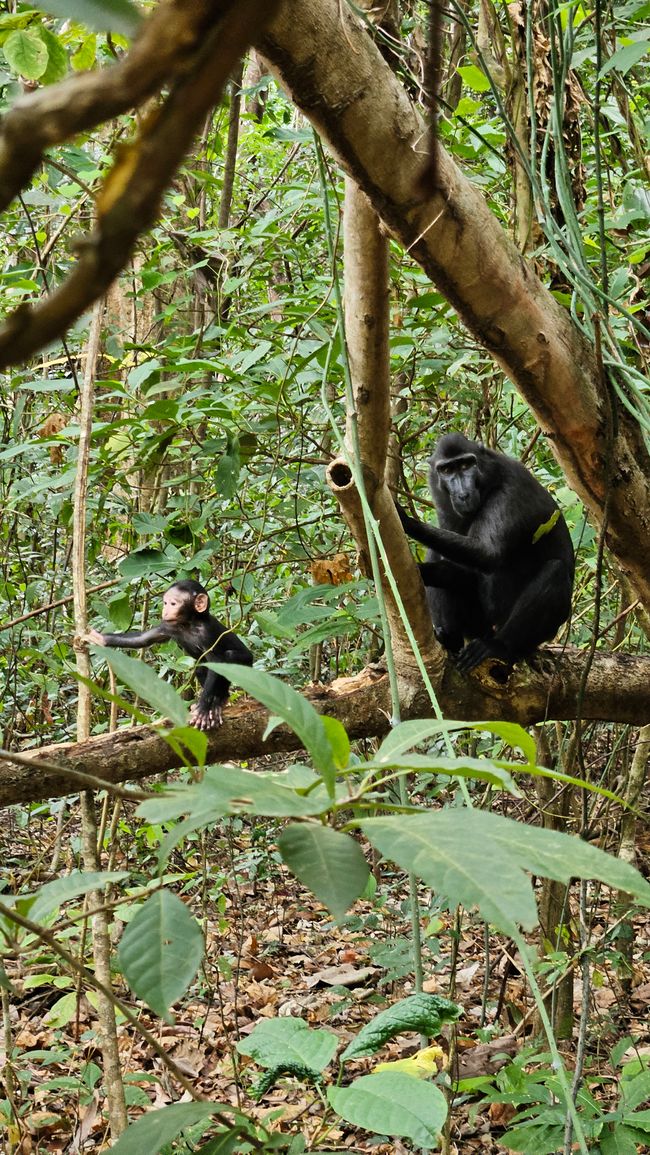 Parque Nacional Tangkoko