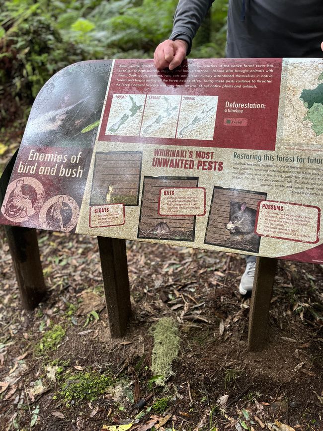 Whirinaki – Der Tag, an dem mich die Natur wieder gefunden hat