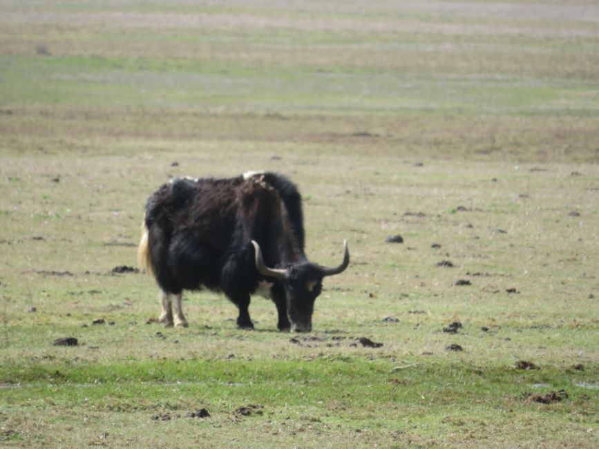 Yak