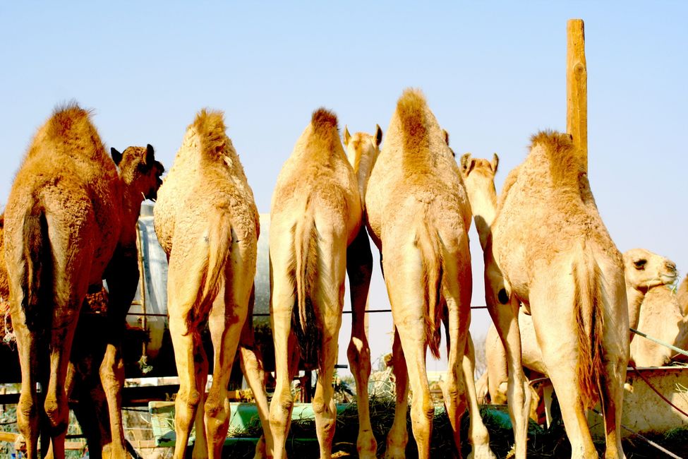 The tip of the Arabian Peninsula (1)