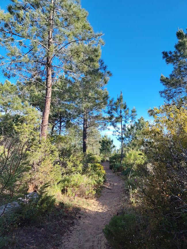 Arrifana -> Aljezur