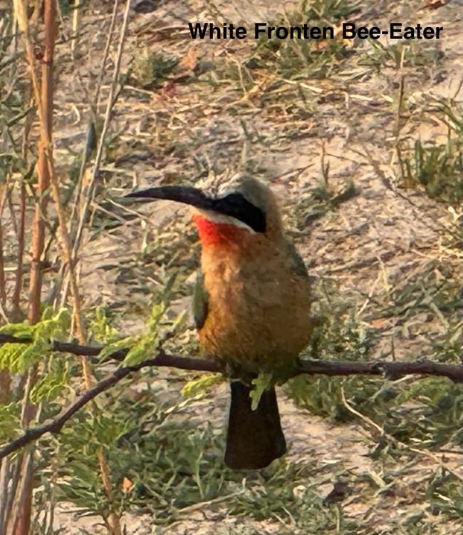 Along the Okavango