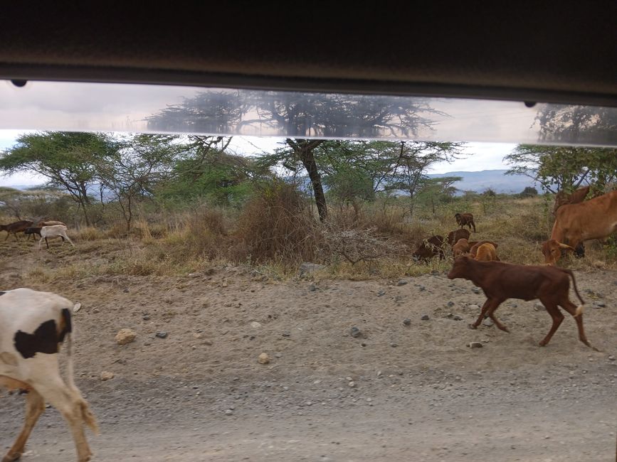 In the land of the Maasai