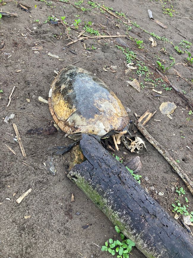 Tortuguero