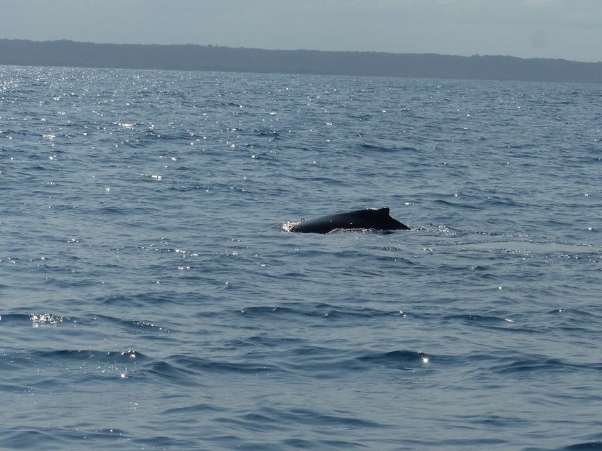 Brazil, Whale Watching