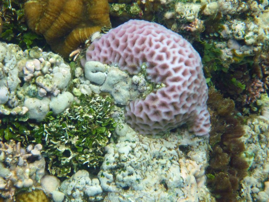 Lomaloma, Insel Vanua Balavu, Fidschi