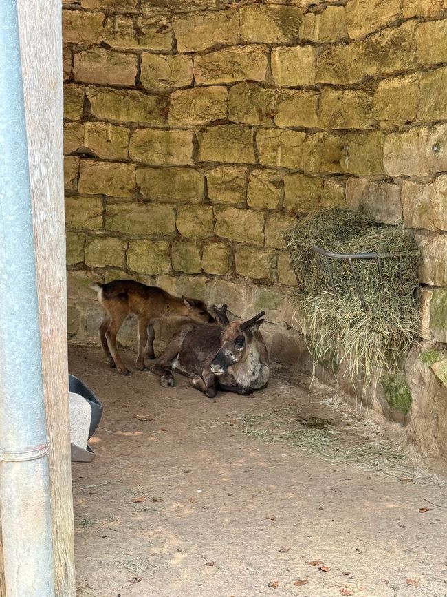 📍Wildpark, Hundshaupten/ 📍Wildlife Park, Hundshaupten