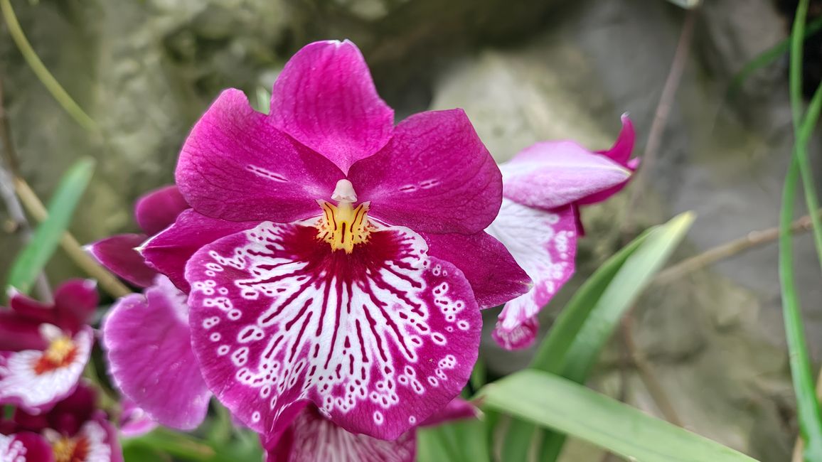 Gesicht einer Orchidee
