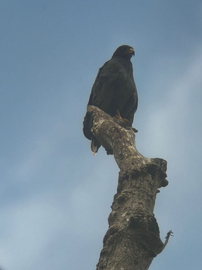 Aquila Nera 