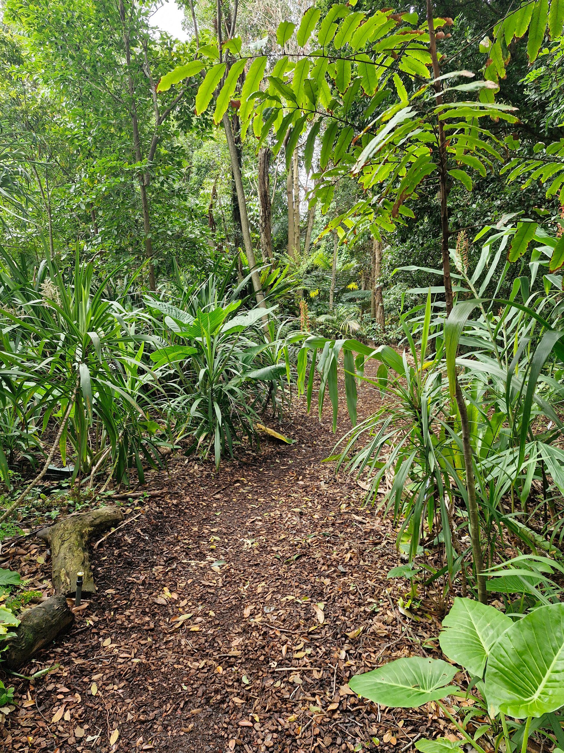Path through the garden