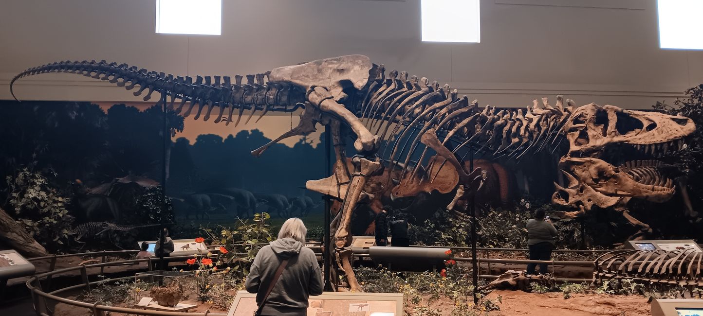 Museum of Natural History I