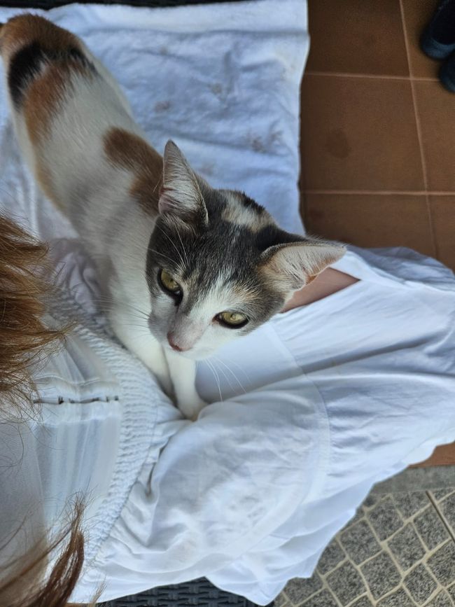 Tag 7: Vom Südwesten (Calheta) in den Südosten (Ponta de São Lourenço)