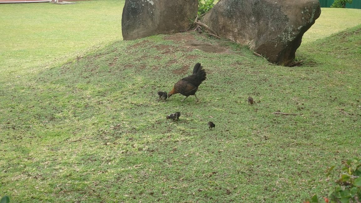 Addio a Rarotonga