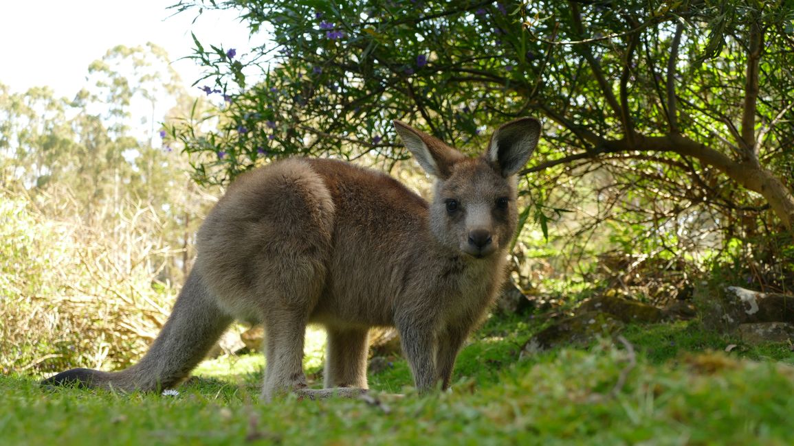 - Singapur & Tasmania 2019 -