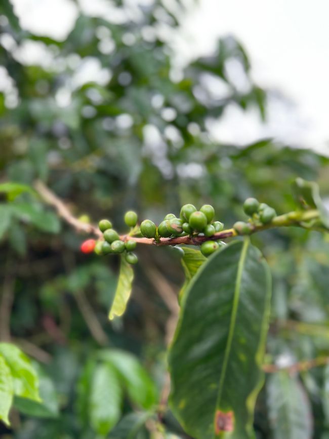 El Ocaso Coffee Farm