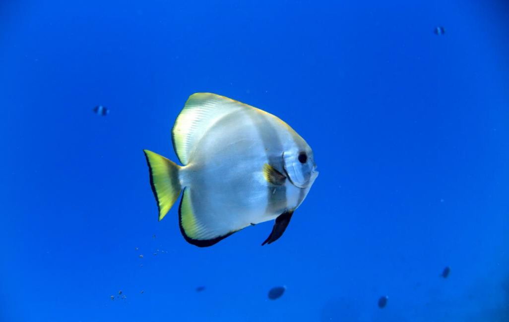 10 Días en Thundufushi - Un Viaje a Través de Aguas Azules, Jardines de Coral y Momentos de Quietud