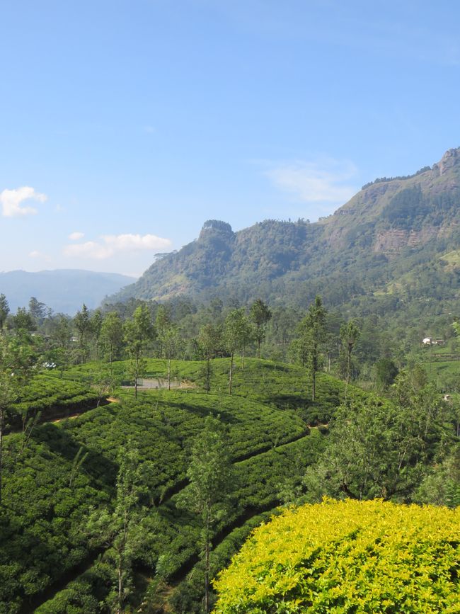 Nuwara Eliya - Dans les Highlands