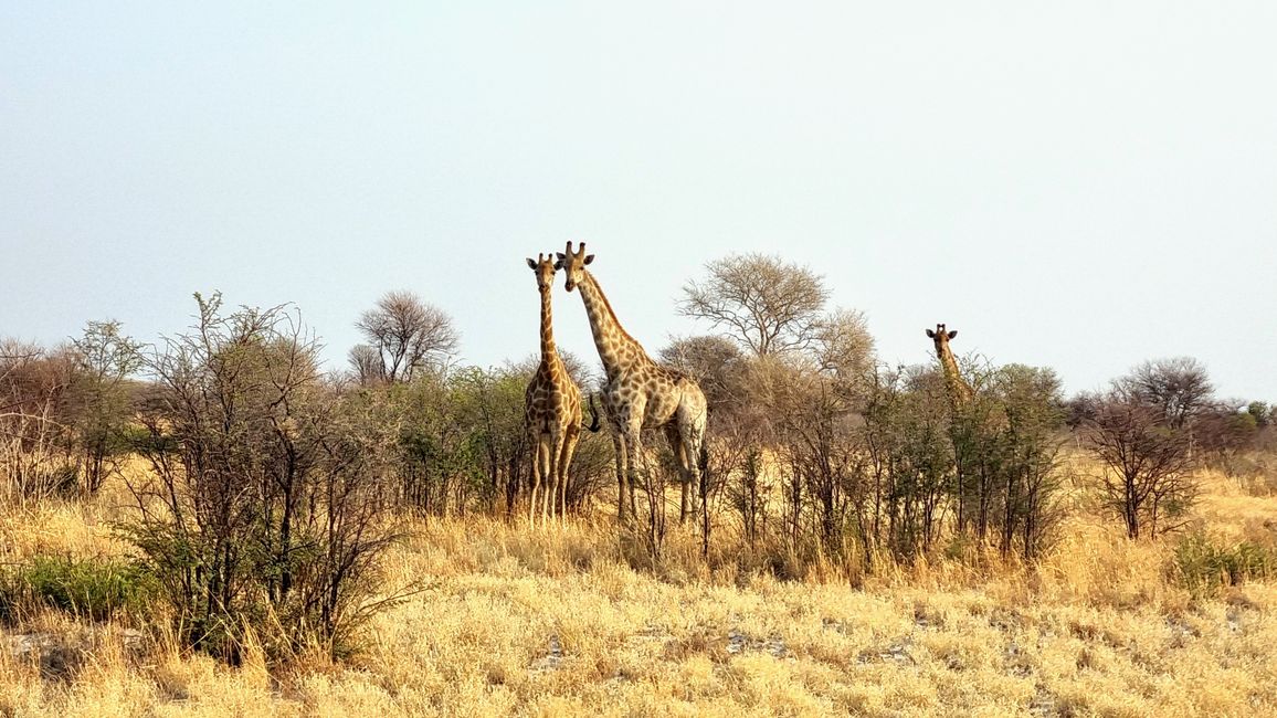 Simbabwe / Botswana 2024